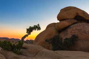 Sunrise over Juniper Tree-1225